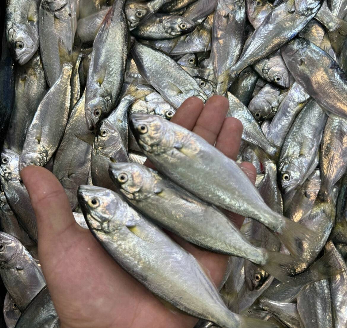 Фото Гостевого дома Реоли Форос 189