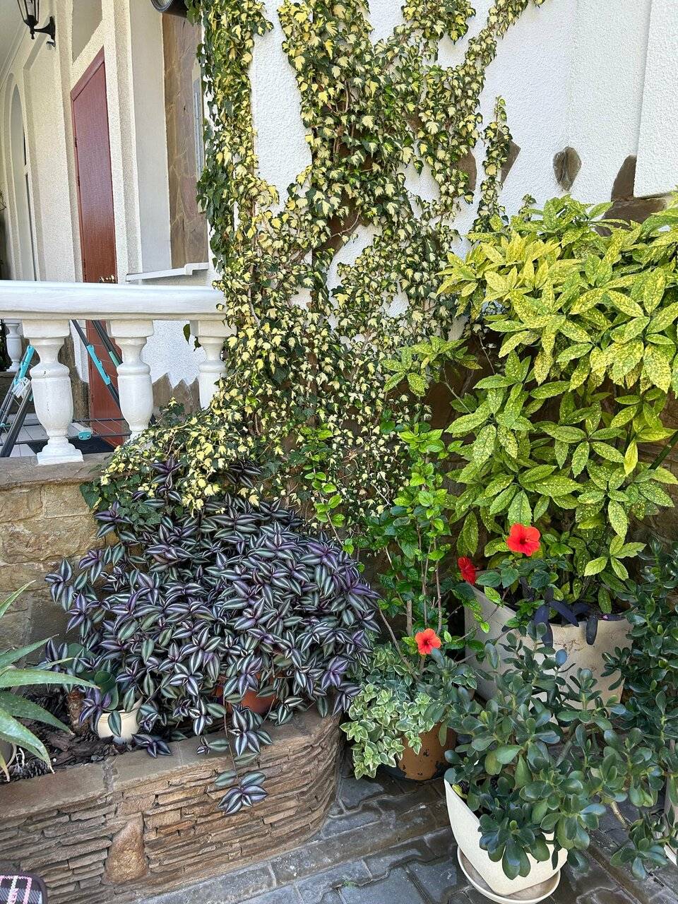 Фото Гостевого дома Реоли Форос 78