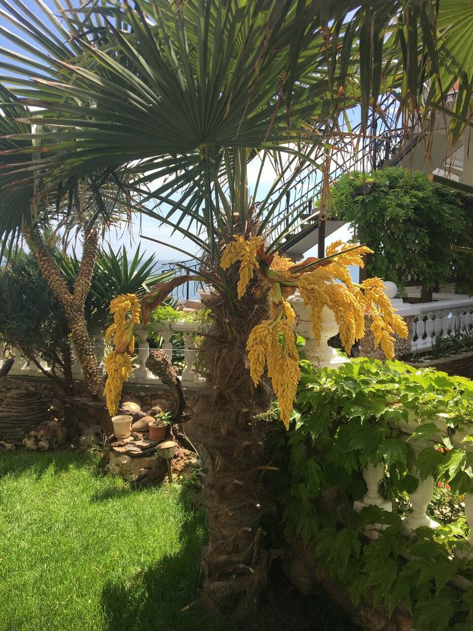 Фото Гостевого дома Реоли Форос 65